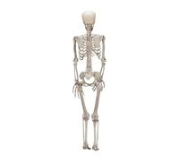 Qianly Statue de Squelette D'Halloween Entièrement Articulée, En Polypropylène, D'un Réalisme Effrayant, Idéale pour Les Décorations D'Ha