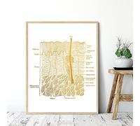 qidongyituo Impression sur toile Mur Anatomie Dissection Peau Tableaux Anatomiques Affiches Images Laminées Pour Médecin Décor À La Maison (50x70cm/19,7 "x27,6) Sans Cadre