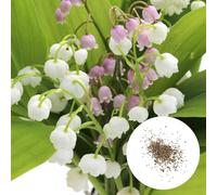 Qiebenav 600pcs graines de lys élevés de germination élevée graines de fleur de fleur froids rustes toute laminaison fleurs vivaces graines de couleur mélangée des plantes intérieures graines