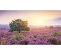 QiHon Kit Peinture Diamant Adulte Grande Taille Fleur, 5D Diamond Painting Adulte XXL Lavande, DIY Cristal Strass Broderie par Numéros pour Maison Décoration Murale Round Drill, 60x120cm