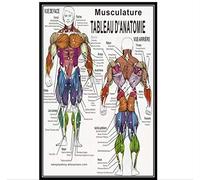 QINGRENJIE Impression de Texte en français Affiche Anatomique du système Musculaire Tableau d'anatomie Tableau Anatomique Corps Humain éducatif pour l'affiche de l'anatomie Humaine 50x75cm sans Cadre
