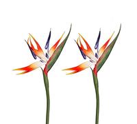 Qingriver Lot de 2 Fleurs artificielles Oiseau du Paradis pour décoration de Maison, Jardin, fête de Mariage