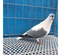 QIYFOZ Grillage à volailles en Plastique Blanc, Grillage à Poules en Plastique, clôture pour Chats, Chiens et Pigeons, Largeur 0,2/0,4/0,5/0,6/0,8/1/1,2/1,5/2 m (1 x 5 m / 3,3 x