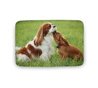 Qjjinxior Tapis de bain Cavalier King Charles Spaniel, super absorbant et lavable, pour salle de bain, cuisine, entrée, 50 x 80 cm
