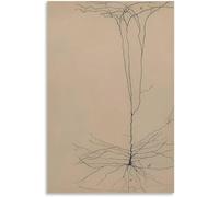 QSDTGHUIKP Neuron Dessin De Santiago Ramón Y Cajal Toile Art Mural Peinture Rétro Santiago Ramón Y Cajal Affiche et Impression Pour La Maison Décoration Murale 50x70cm Sans Cadre