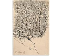 QSDTGHUIKP Neuron Dessin De Santiago Ramón Y Cajal Toile Art Mural Peinture Rétro Santiago Ramón Y Cajal Affiche et Impression Pour La Maison Décoration Murale 50x70cm Sans Cadre