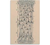 QSDTGHUIKP Neuron Dessin De Santiago Ramón Y Cajal Toile Art Mural Peinture Rétro Santiago Ramón Y Cajal Affiche et Impression Pour La Maison Décoration Murale 50x70cm Sans Cadre