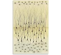 QSDTGHUIKP Neuron Dessin De Santiago Ramón Y Cajal Toile Art Mural Peinture Rétro Santiago Ramón Y Cajal Affiche et Impression Pour La Maison Décoration Murale 50x70cm Sans Cadre