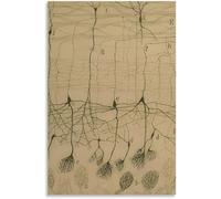 QSDTGHUIKP Santiago Ramon Y Cajal Neuron Dessin Affiche et estampes Brain Neuron Peinture Santiago Ramon Y Cajal Toile Art Mural Décoration d’intérieur 50x70cm Non encadré