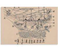 QSDTGHUIKP Santiago Ramon Y Cajal Neuron Dessin Affiche et estampes Brain Neuron Peinture Santiago Ramon Y Cajal Toile Art Mural Décoration d’intérieur 50x70cm Non encadré