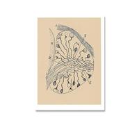 QSDTGHUIKP Santiago Ramon Y Cajal Neuron Dessin Affiche et estampes Brain Neuron Peinture Santiago Ramon Y Cajal Toile Art Mural Décoration d’intérieur 50x70cm Non encadré