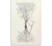 QSDTGHUIKP Santiago Ramon Y Cajal Neuron Dessin Affiche et estampes Brain Neuron Peinture Santiago Ramon Y Cajal Toile Art Mural Décoration d’intérieur 50x70cm Non encadré
