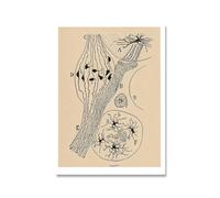 QSDTGHUIKP Santiago Ramon Y Cajal Neuron Dessin Affiche et estampes Brain Neuron Peinture Santiago Ramon Y Cajal Toile Art Mural Décoration d’intérieur 50x70cm Non encadré
