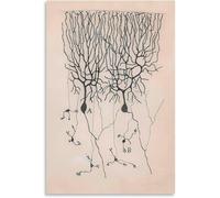 QSDTGHUIKP Santiago Ramon Y Cajal Neuron Dessin Affiche et Impressions Peinture Rétro Santiago Ramon Y Cajal Toile Art Mural Décor D’intérieur Photo 50x70cm Non encadré
