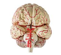 QSTDGVPW Modèle de Cerveau Anatomie Dissection Professionnelle Enseignement des Organes Modèle D'étude