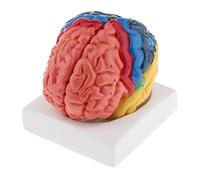 QSTDGVPW Modèle Réaliste Du Cerveau Humain à Usage Manuel à Des Fins éducatives.