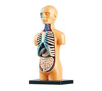 Qsvbeeqj Modèle corporel humain médical avec organes amovibles Éducation scolaire Présentoir Modèle de squelette du corps Kit d'apprentissage