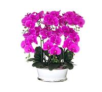 QSYJCCXD Faux Purple Phalaenopsis Orchid, Orchidées Papillon avec Pot de Fleurs en céramique, Beaux bonsaï de Fleurs artificielles pour décoration de Maison/Bureau/Salle de réunion/Table Centrale de