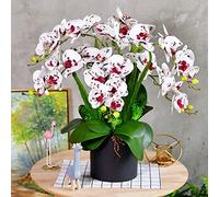 QSYJCCXD Orchidée de Papillon de Papillon des Fleurs phalaenopsis de Soie Artificielle avec Une Fausse décoration de Mariage de Plante pour la Table de Bureau de Table de Bureau (Couleur: C)