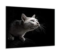 QTA | Plaque de protection universelle pour plaque de cuisson 60 x 52 cm Pour plaques de cuisson Protection contre les éclaboussures Planche a découper en verre trempé Décoration Chat Noir