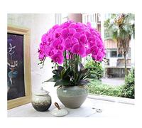 QTYQWC Fausse Fleur phalaenopsis dans Le Pot, 10 orchidées Papillon avec Un Pot en céramique élégant Unique, Un Bon bonsaï Artificiel pour la Maison/Le Bureau/Salon/Salle à Manger Table de décoration