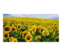 Quadro CHAMP DE TOURNESOLS G1122 PINTDECOR