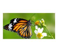 Quadro PAPILLON SUR LA FLEUR G2080 PINTDECOR