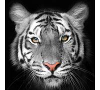 Quadro TIGER G2020 PINTDECOR