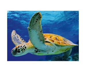 Quadro TURTLE G2050 PINTDECOR
