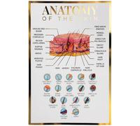 Qualiprint Poster d'anatomie de la peau - 400 g/m², 42 cm x 29,7 cm | Décoration murale éducative en feuille d'or avec finition en soie pour décoration de salon, d'apprentissage de salle de t