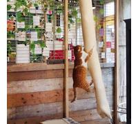 Quapas Sac d'escalade pour chat sisal 180 cm