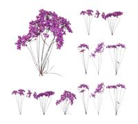 QUARKZMAN 12 Pcs Fleurs Séchées Pressées Naturelles pour Artisanat, Dentelle Fleurs Réelles Séchées Pressées Bouquets Colorés pour Matrice Résine DIY Scrapbooking Fabrication, Violet