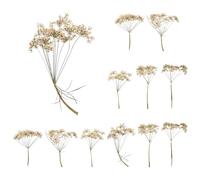 QUARKZMAN 12 Pcs Fleurs Séchées Pressées Naturelles pour Artisanat, Dentelle Fleurs Séchées Pressées Réelles Bouquets Colorés pour Matrice Résine DIY Scrapbooking Fabrication, Blanc