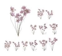 QUARKZMAN 12 Pcs Fleurs Séchées Pressées Naturelles pour Artisanat, Dentelle Véritable Fleurs Séchées Pressées Bouquets Colorés pour Matrice Résine DIY Scrapbooking Fabrication, Violet Clair