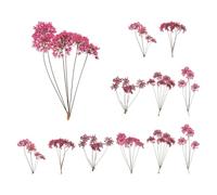QUARKZMAN 12 Pcs Fleurs Séchées Pressées Naturelles pour Artisanat, Dentelle Véritable Fleurs Séchées Pressées Bouquets Colorés pour Matrice Résine DIY Scrapbooking Fabrication, Rose Rouge