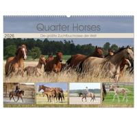 Quarter Horses - Die größte Zuchtbuchrasse der Welt (Wandkalender 2026 DIN A2 quer), CALVENDO Monatskalender: Quarter Horses Pferdezucht, Wandkalender mit 12 verschiedenen Fotos