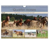 Quarter Horses - Die größte Zuchtbuchrasse der Welt (Wandkalender 2026 DIN A4 quer), CALVENDO Monatskalender: Quarter Horses Pferdezucht, Wandkalender mit 12 verschiedenen Fotos