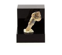 Quartz Sceptre. 8.99 Ct. Fat Jack Mine, Lane Mountain, Arizona, Usa.