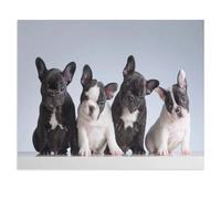 Quatre bouledogues français，Puzzle pour Adultes 1000 Pièces en Papier Puzzles Jeu Cadeau Accueil Décoratif Mots Croisés（50x70cm）-U6