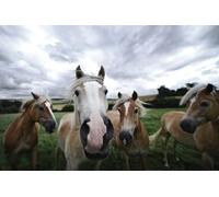 Quatre Chevaux - Puzzle de 5000 pièces pour Adultes - Jeu de Construction Libre - Jeu Classique Anti-Stress - 14 Ans et Plus