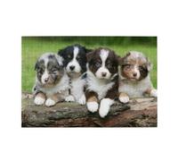 Quatuor de Petits Chiots Berger Australien1