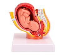 Qudinip Modèle de Fœtus de bébé de 9 Mois, Outil Pédagogique Interactif détaillé pour Les Salles de ucatives en PVC Demi-Taille