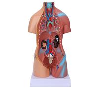 Qudinip Modèle de Torse Humain Modèle D'anatomie du Corps éducatif Amovible pour Les écoles D'enseignement Hôpitaux 17,7 Pouces PVC