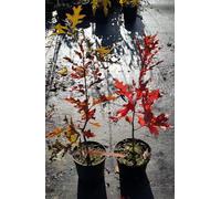 Quercus palustris/Chêne des marais/Conteneur de 2 à 2.9 litres/Arbre