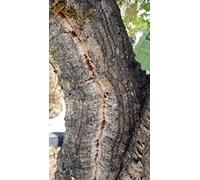 Quercus suber (semis) / Chêne liège/Conteneur de 5 à 6 litres/Baliveau