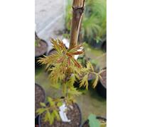 Quercus x 'Mauri' / Chêne 'Mauri' / Conteneur de 7 à 10 litres/Baliveau