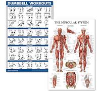 QUICKFIT Palace Learning Lot de 2 posters laminés pour exercices d'haltères et anatomie du système musculaire - 45,7 x 61 cm