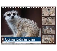 Quirlige Erdmännchen (Wandkalender 2026 DIN A4 quer), CALVENDO Monatskalender: Die muss man einfach gerne haben.