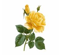 QUSAAOU Nature Paysage Impression Sur Toile Rose jaune avec boutons et feuilles Pour DéCorer Chambres Cuisines Salles De Bains EntréEs CaféS Et Appartements(Jaune)-30x45cm Sans cadre