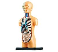 Qusedwey ModèLe de Corps de Torse Humain Anatomique Amovible 3D pour L'éDucation Jouet Structure Du Corps Humain Enseignement pour Enfant Enfant éTudiant